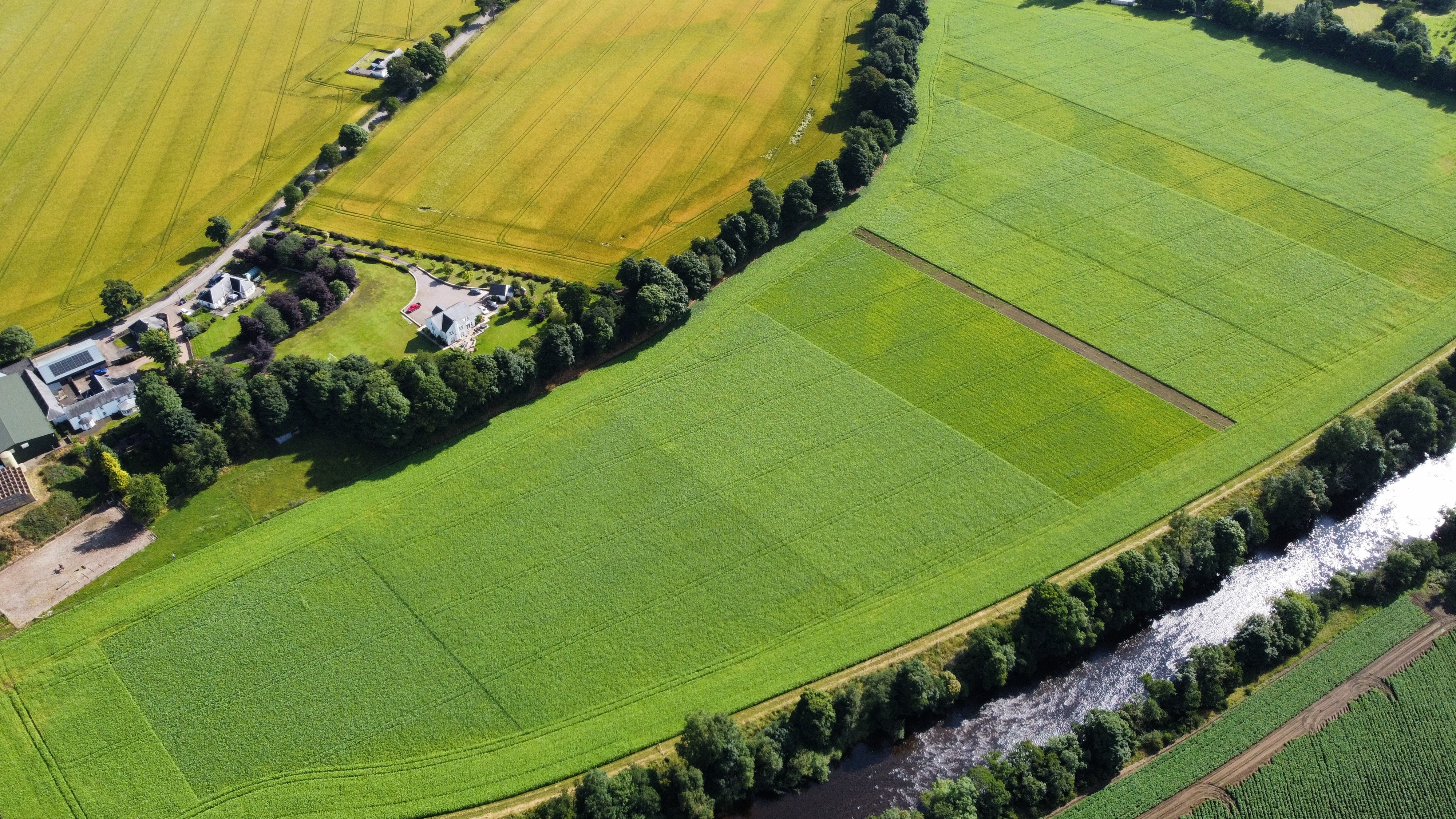 Field of oil radish