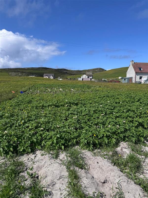 Potatoes grown on the Machair