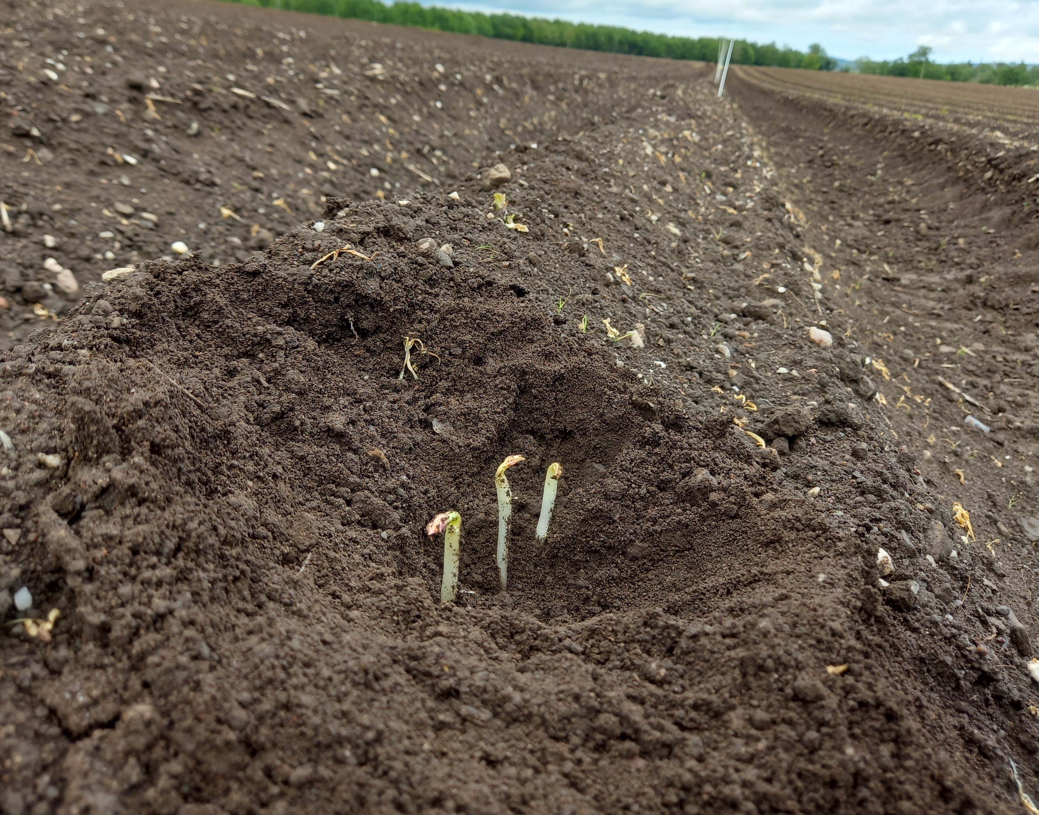Potato sprouting in the soil