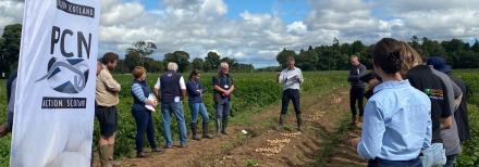 potato variety display in field