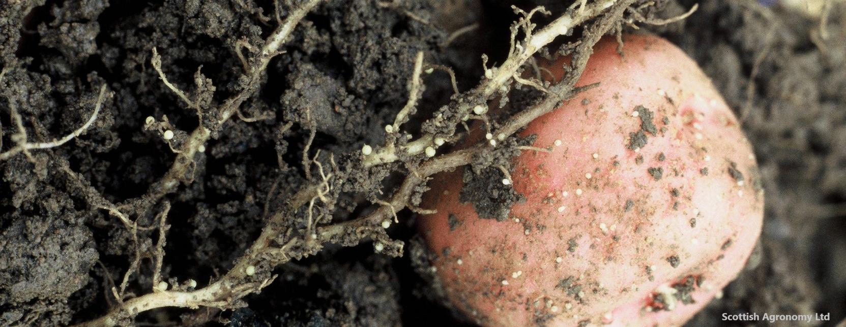 Cysts on a potato and roots