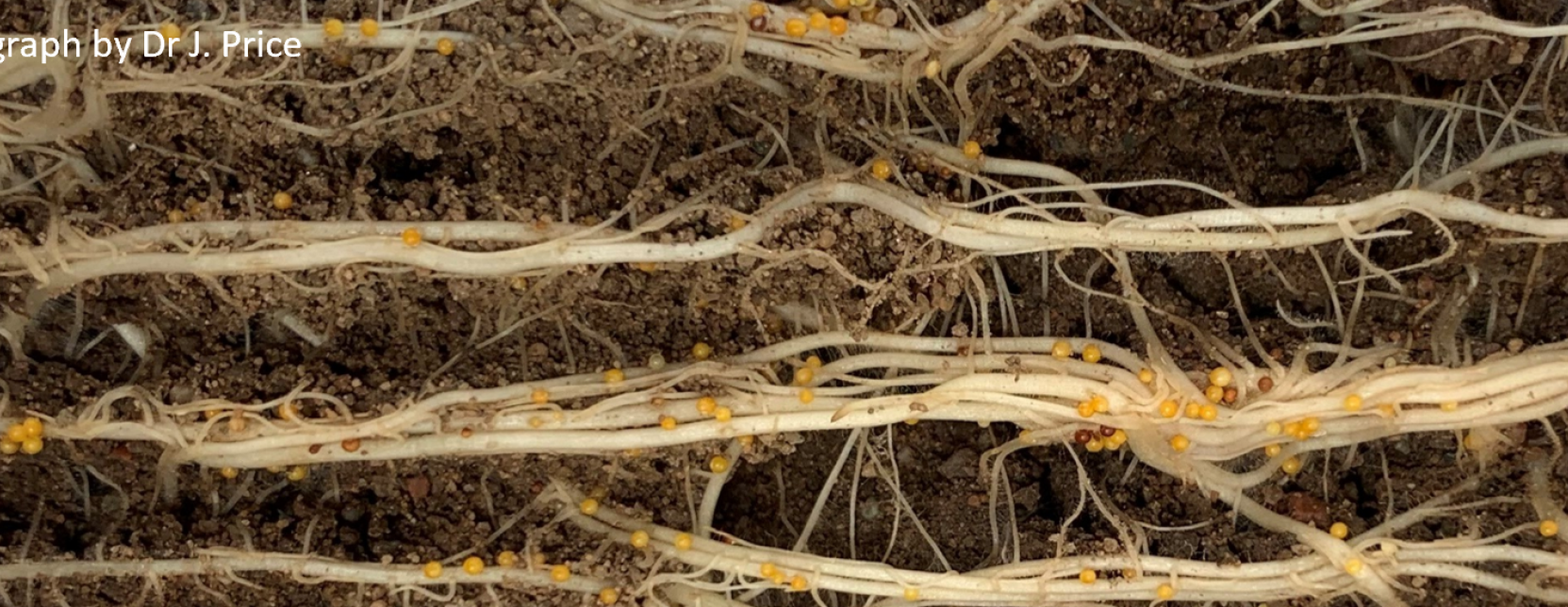 PCN cysts on roots of potato