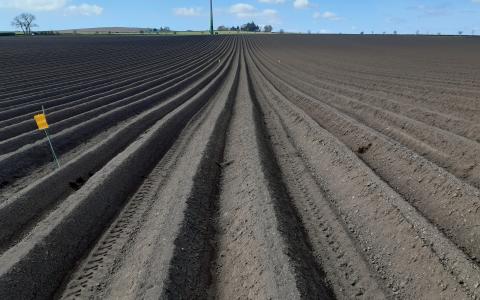 Newly planted potato field