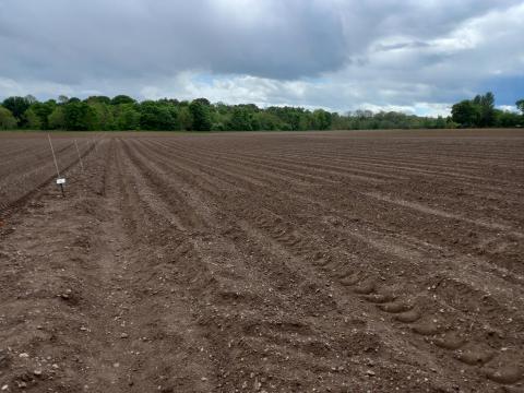 Newly planted potato field