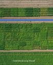 Aerial image of trial plots